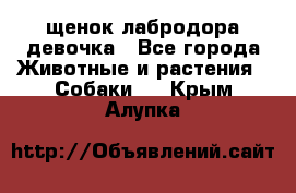 щенок лабродора девочка - Все города Животные и растения » Собаки   . Крым,Алупка